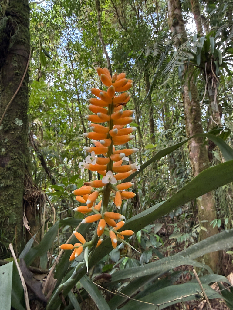 Wittmackia viridostigma