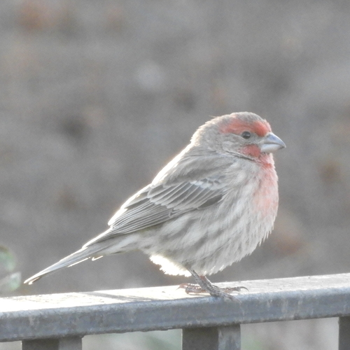 House Finch (Haemorhous mexicanus), photo 2