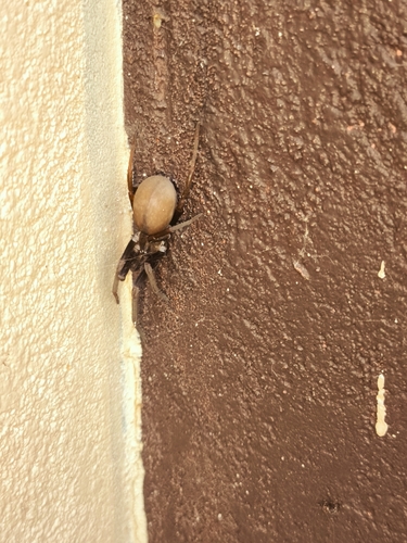 Southern House Spider