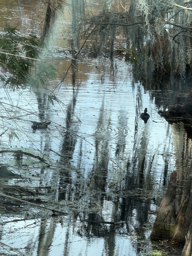 Wood Duck (Aix sponsa), photo 4