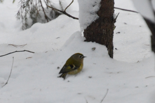 Goldcrest (Regulus regulus), photo 8