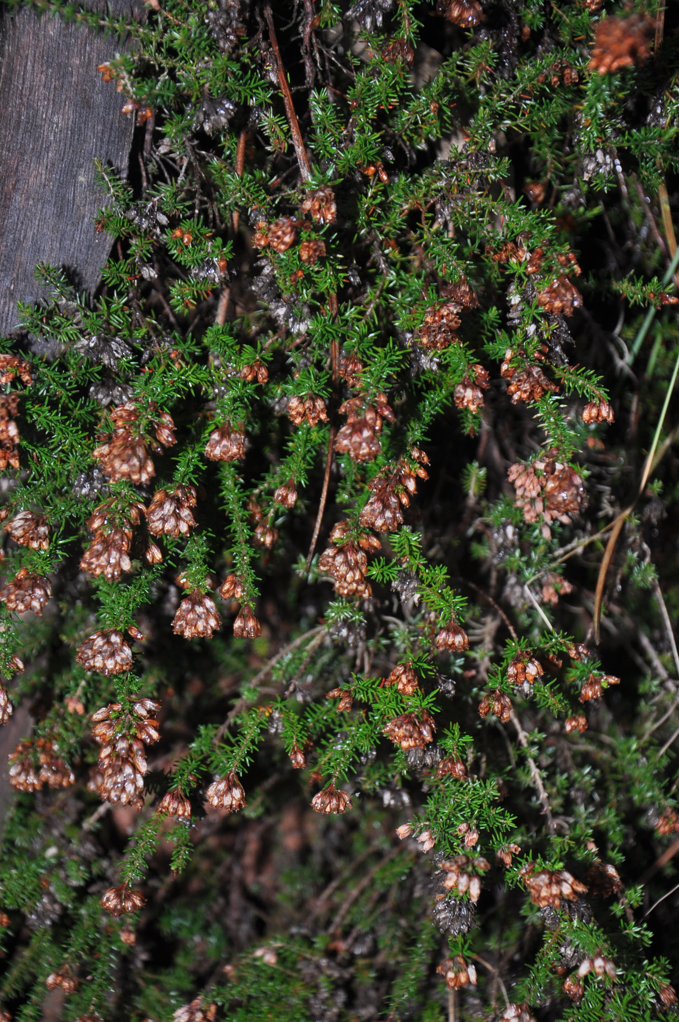Bell heather