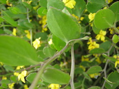 Goodenia varia
