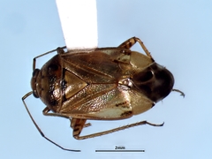 Lygus rufidorsus