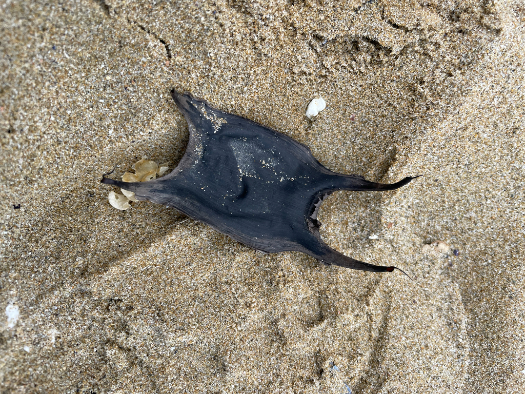 Mediterranean starry skate (Raja asterias) — Rajidae