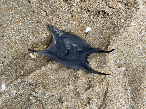 Mediterranean starry skate (Raja asterias) — Rajidae