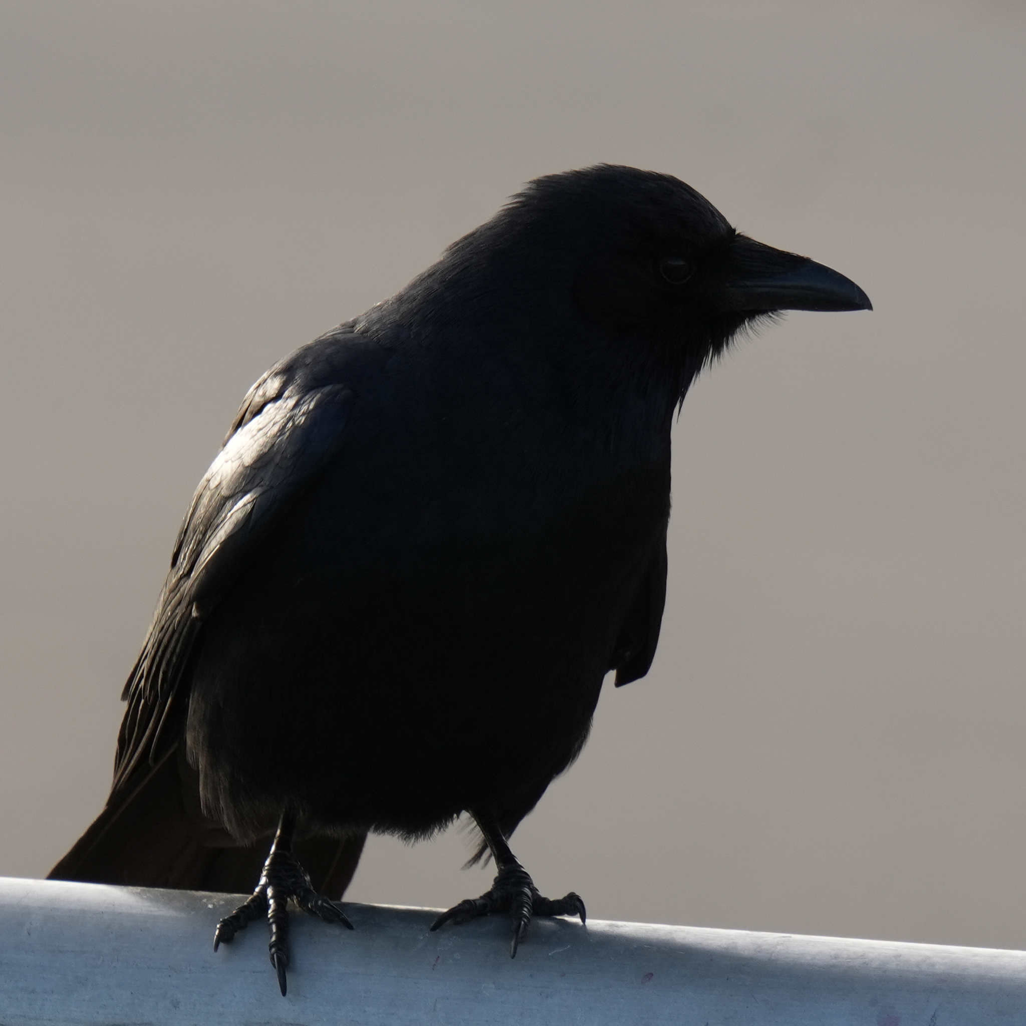 Fish Crow (Corvus ossifragus), photo 1