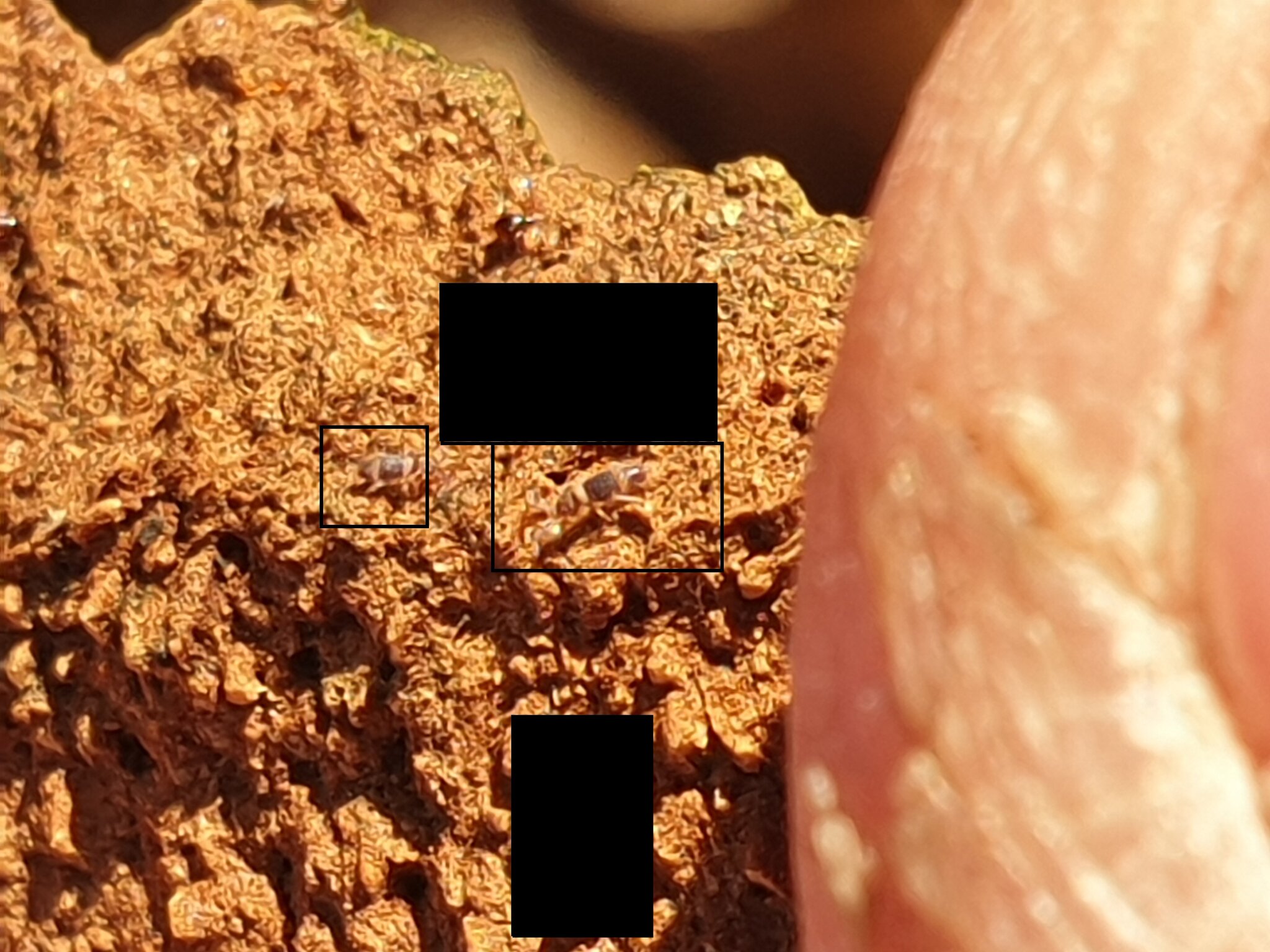 Entomobrya albocincta (R.Templeton, 1836)