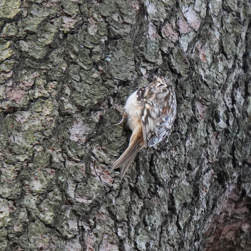 Brown Creeper (Certhia americana), photo 4