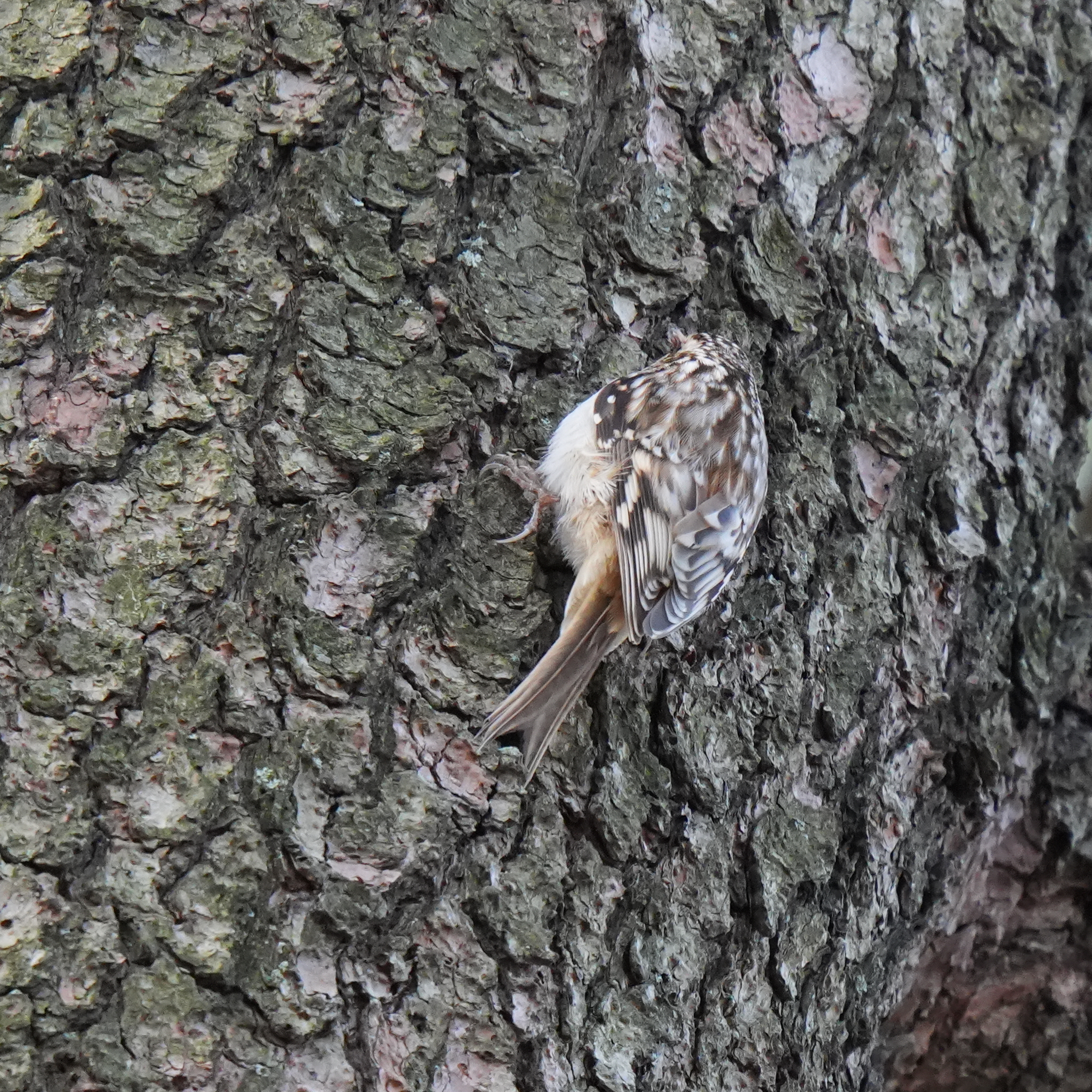 Brown Creeper (Certhia americana), photo 4