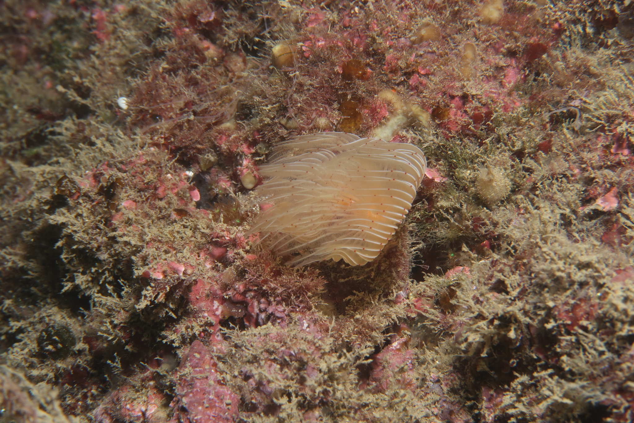 Protula tubularia (Montagu, 1803)