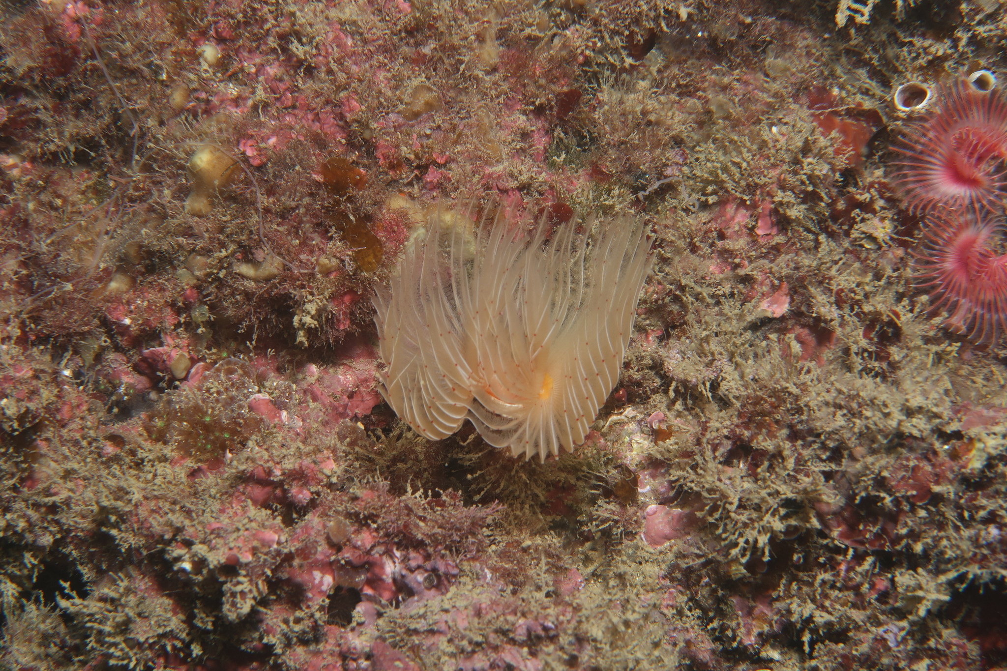 Protula tubularia (Montagu, 1803)