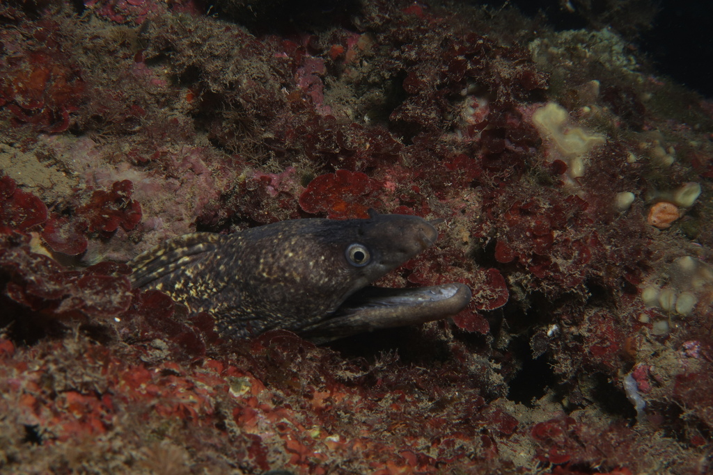 Mediterranean moray (Muraena helena) — Muraenidae