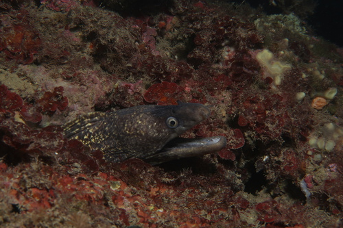 Mediterranean moray (Muraena helena) — Muraenidae