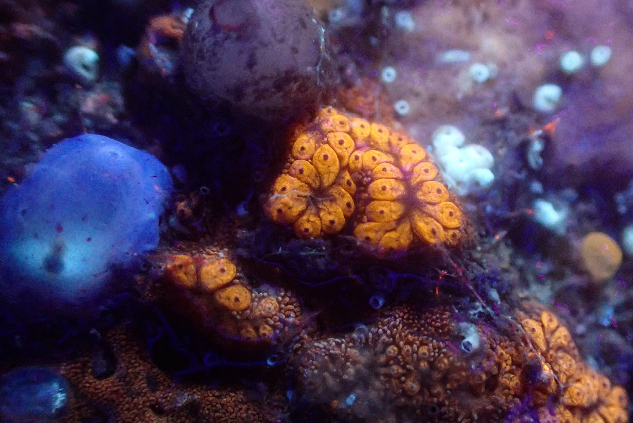 Botrylloides diegensis Ritter & Forsyth, 1917