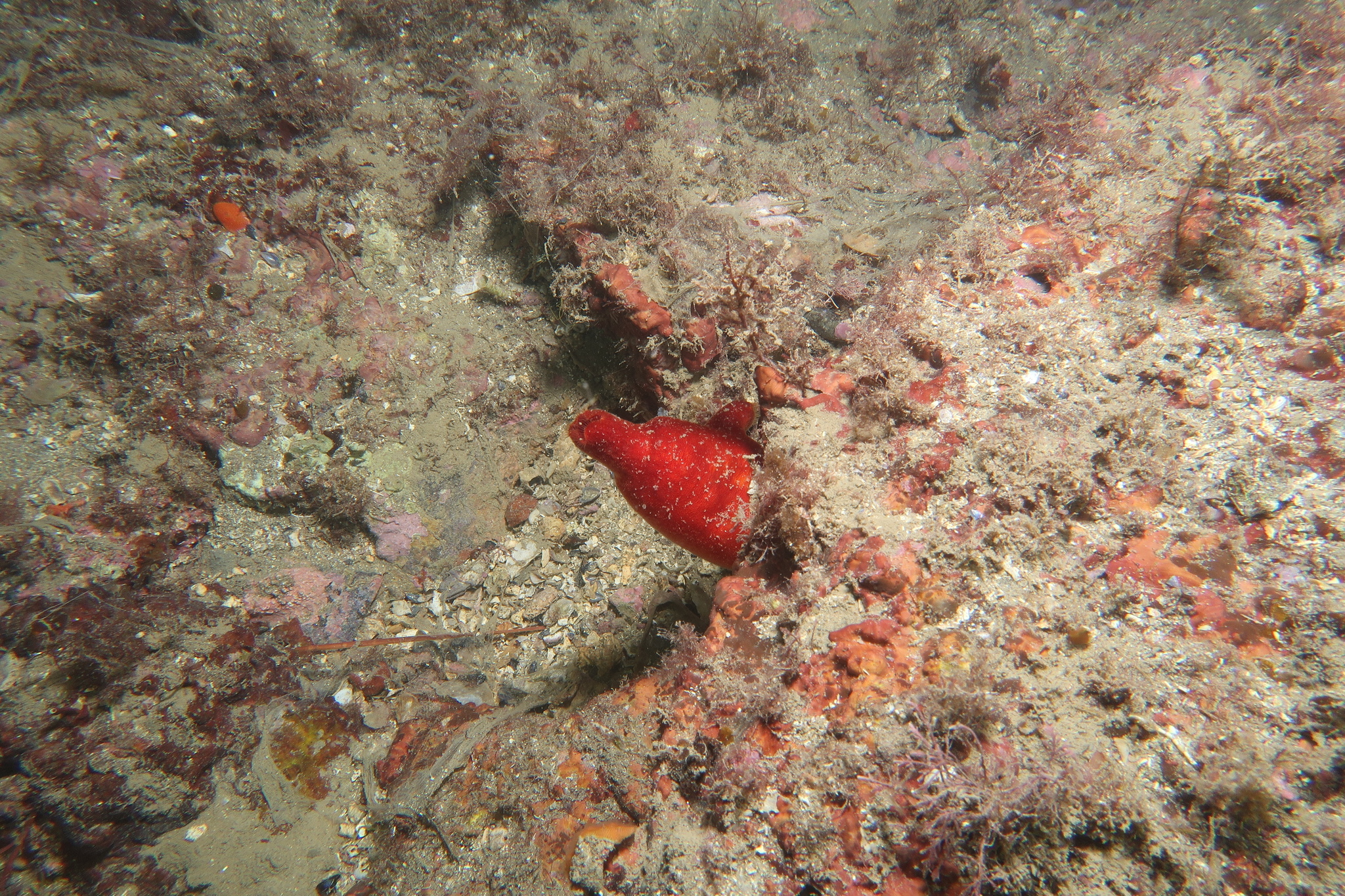 Halocynthia papillosa (Linnaeus, 1767)