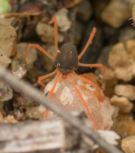 Trombidiformes