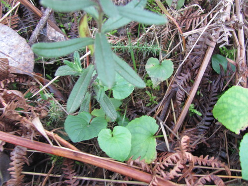 Glandora prostrata