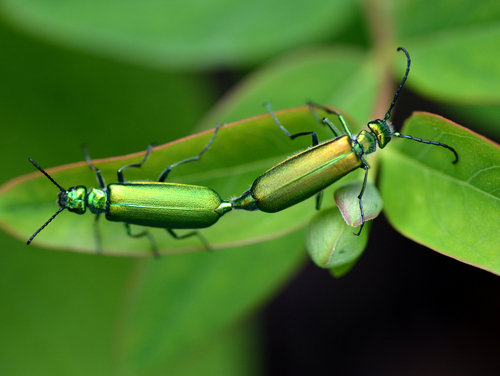 Lytta vesicatoria (Linnaeus, 1758)