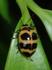 Oligocorynus jansoni