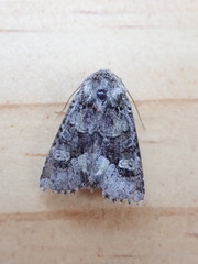 Lacinipolia olivacea