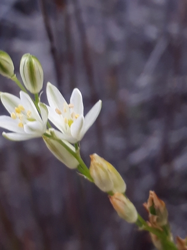 Grass-leaved Chincherinchee (Ornithogalum juncifolium)