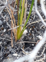 Ornithogalum juncifolium, photograph author not stated, no rights reserved