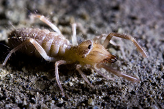 Eremobatidae