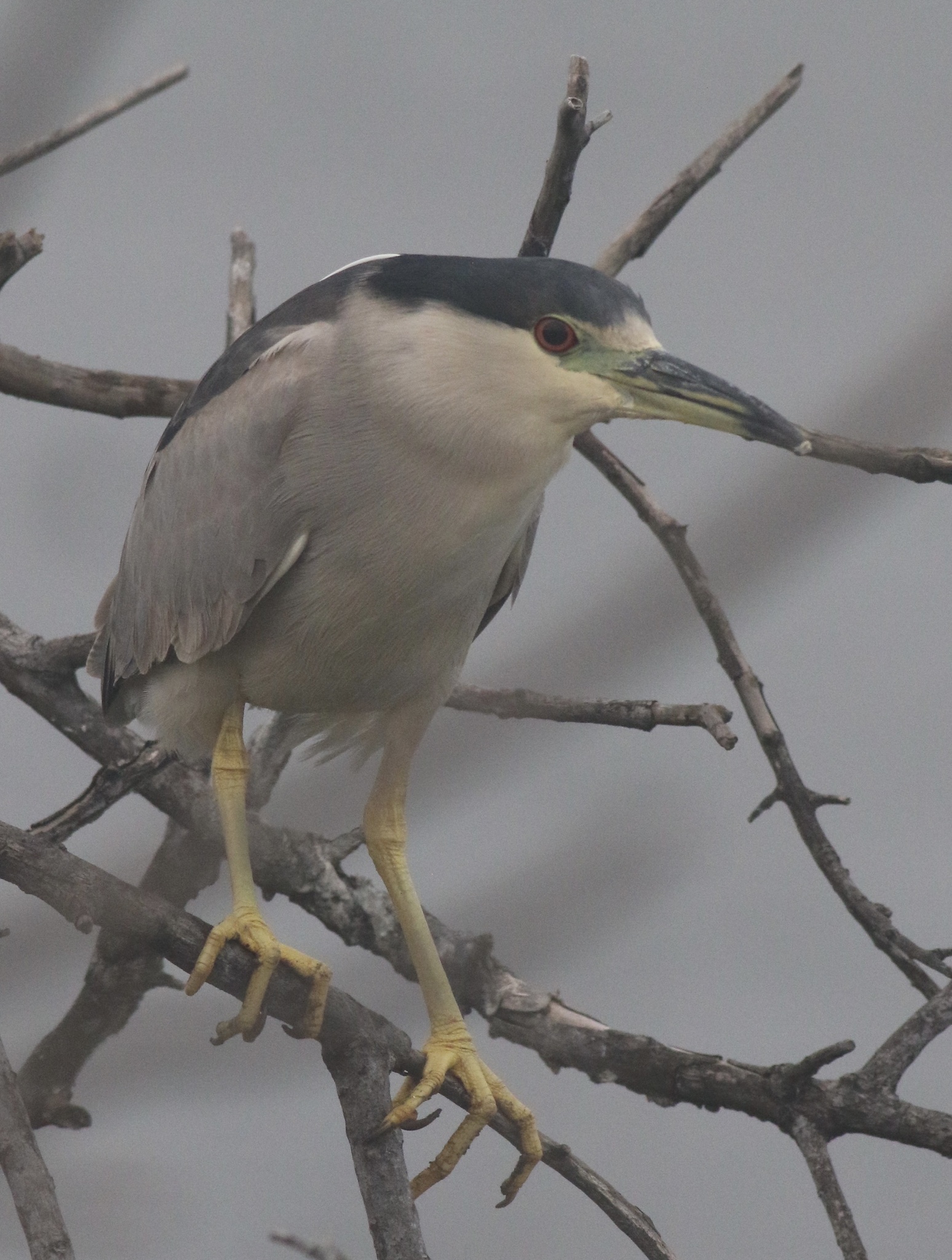 Black-crowned Night Heron (Nycticorax nycticorax), photo 2