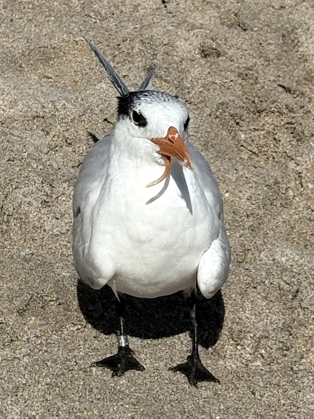 Royal Tern (Thalasseus maximus)