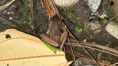 Craugastor fitzingeri