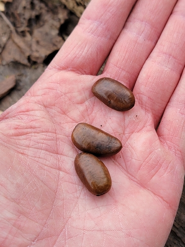 Foto de Paguma ou Pawpaw