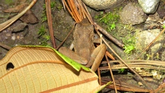 Craugastor fitzingeri