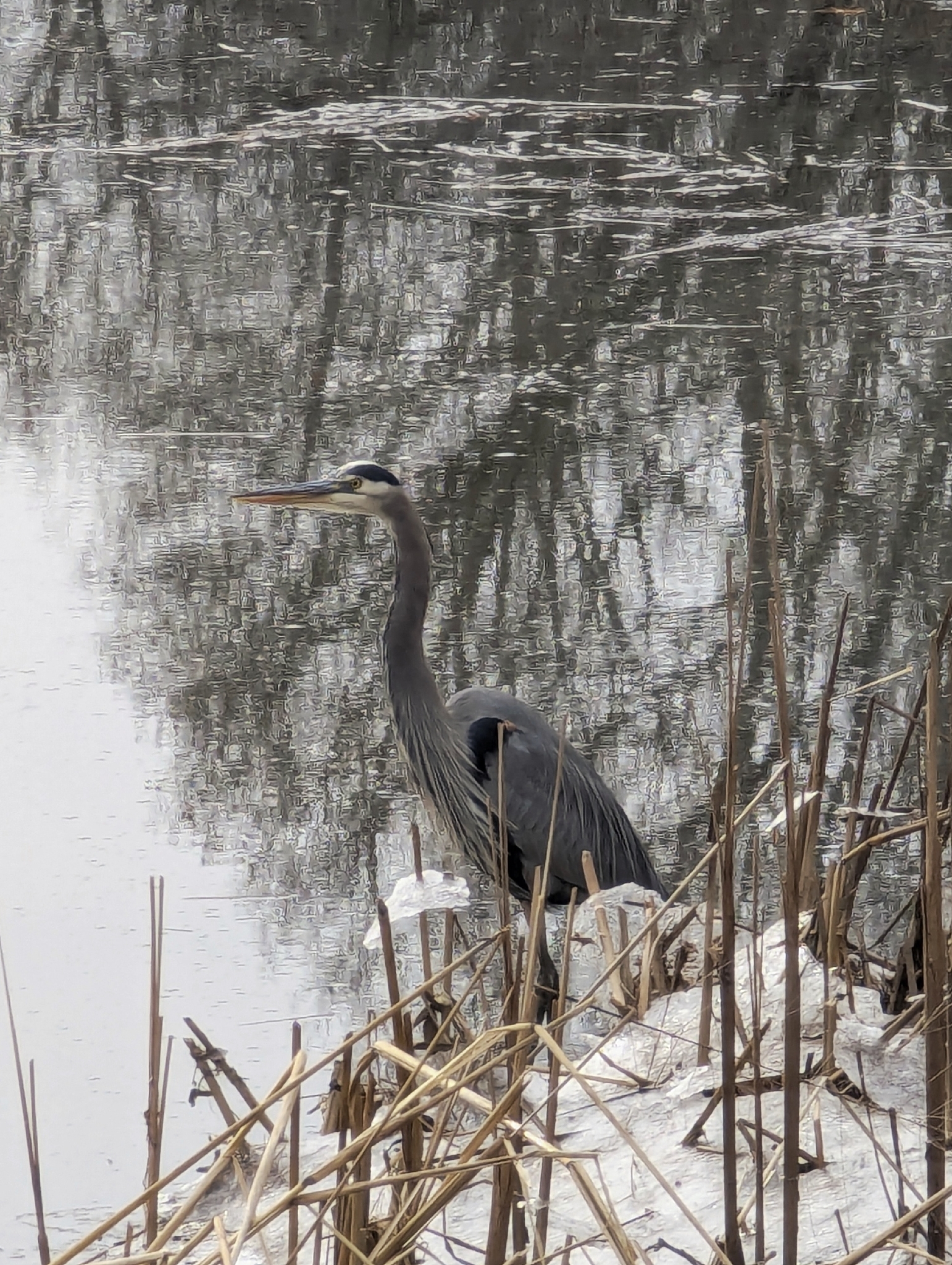 Great Blue Heron in Austin, TX - Slide 3