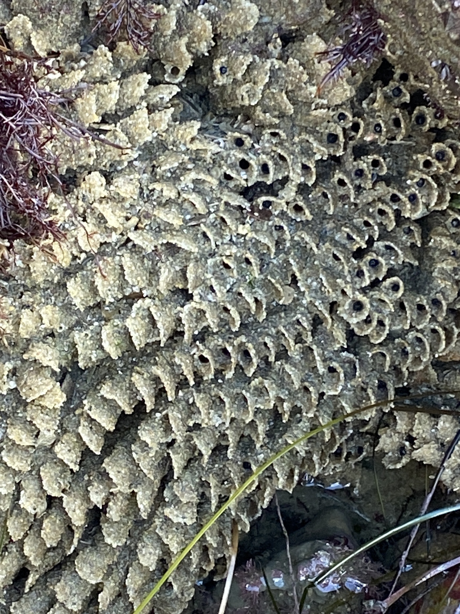 Phragmatopoma californica (Fewkes, 1889)