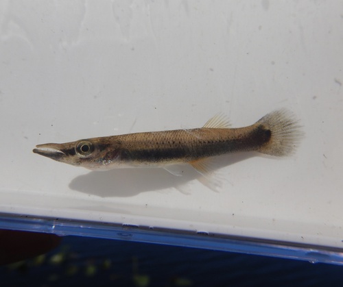 Pike killifish (Belonesox belizanus) — Poeciliidae — 4