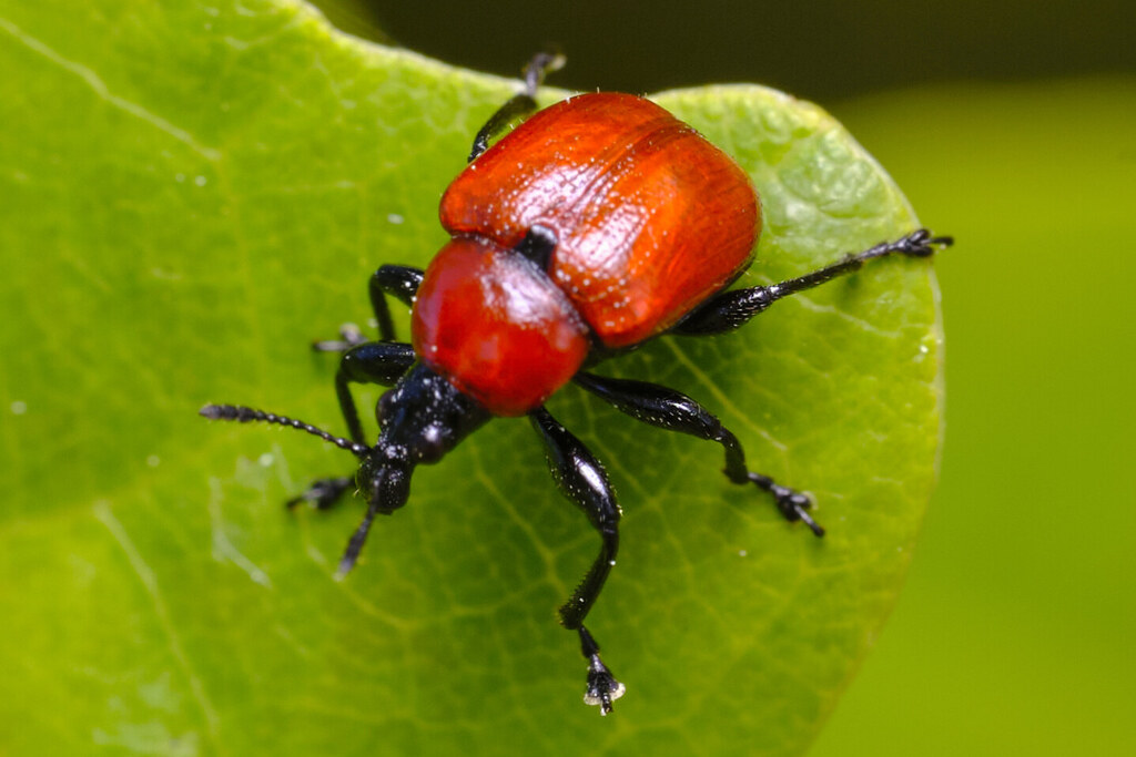 Oak leaf-roller