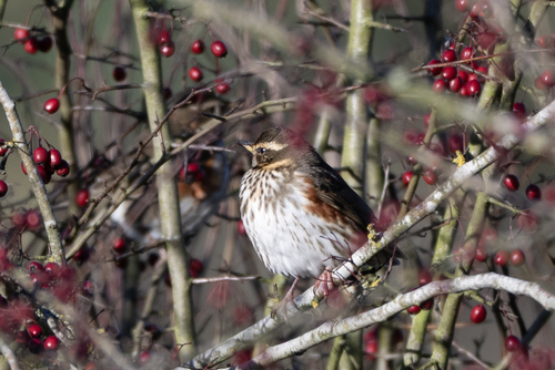 Zorzal alirrojo (Turdus iliacus)