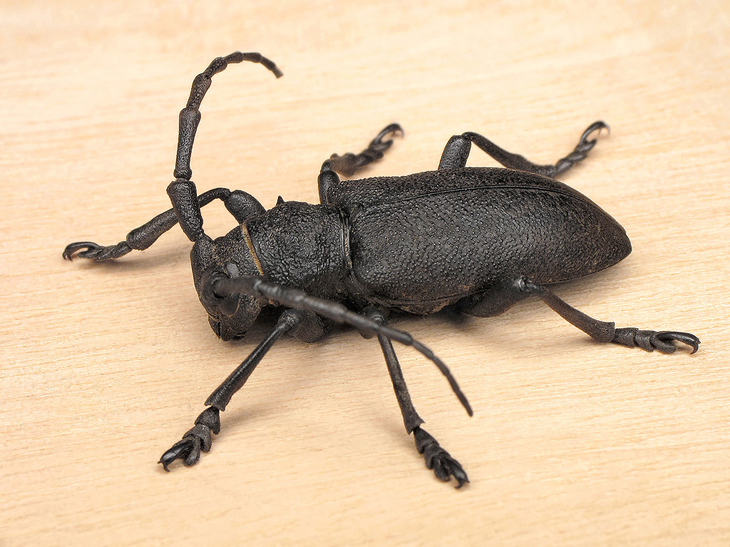 Weaver beetle, photo 1 of 10