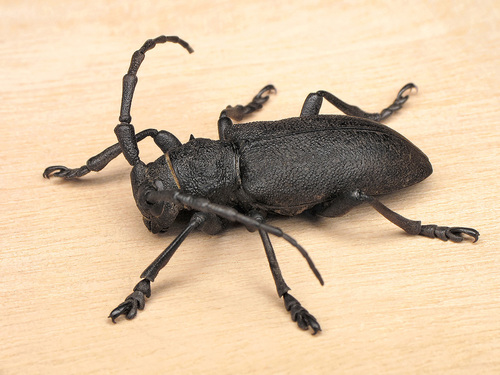 Lamia textor (Linnaeus, 1758)