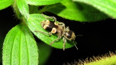 Enoclerus spectori