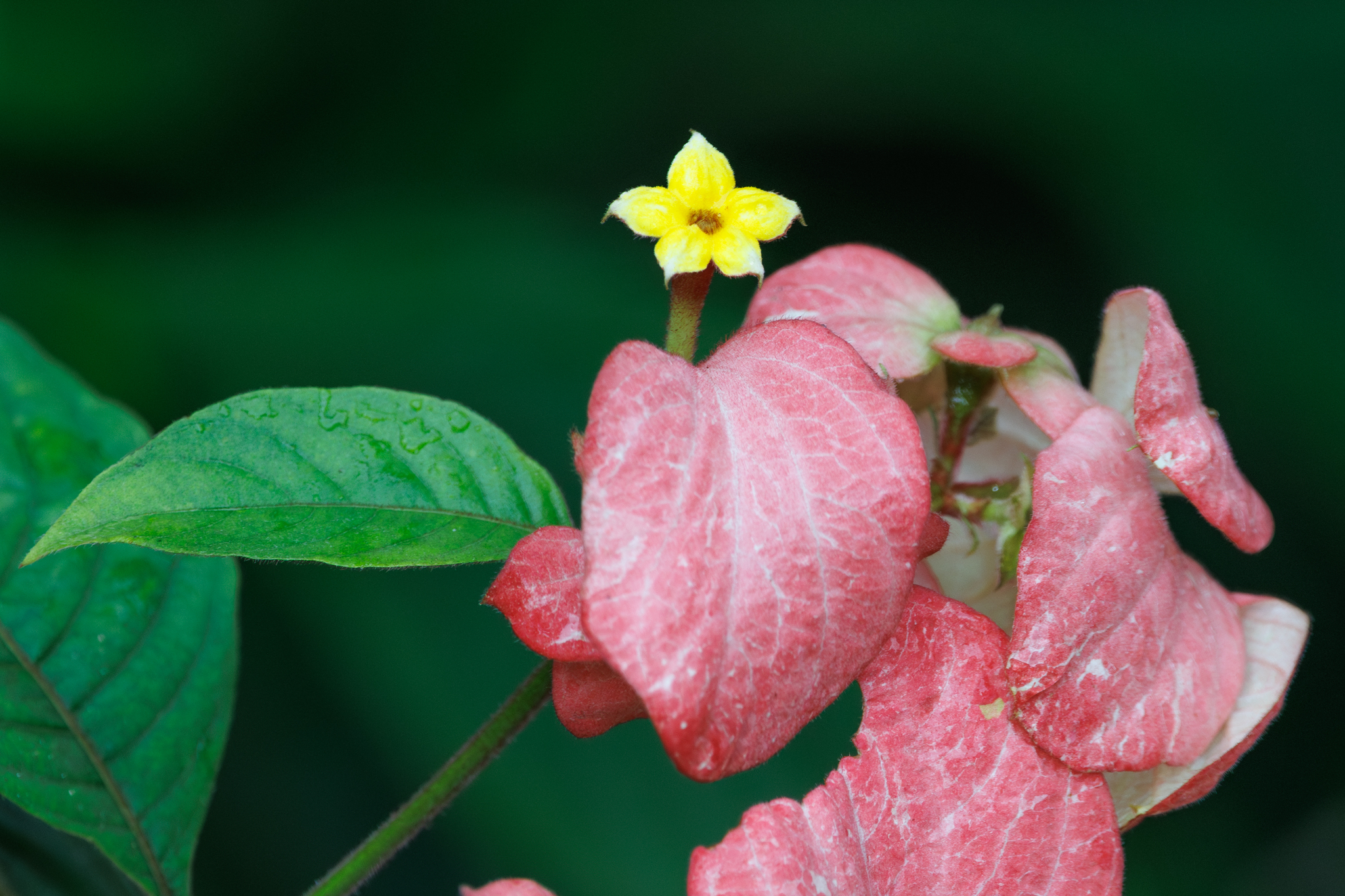 Mussaenda × rosea 2