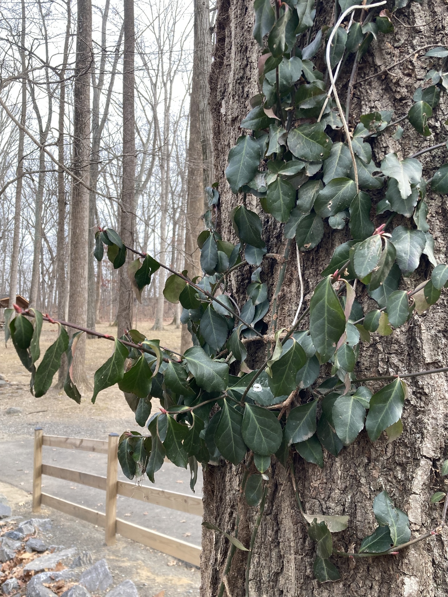 Wintercreeper