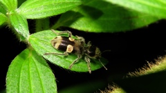 Enoclerus spectori