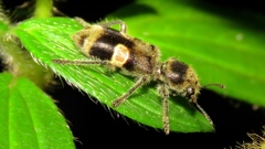 Enoclerus spectori
