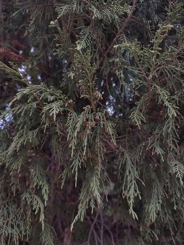 Juniperus semiglobosa