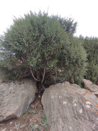 Juniperus semiglobosa, photograph 2