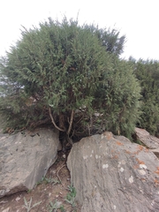 Juniperus semiglobosa, photograph author not stated, no rights reserved