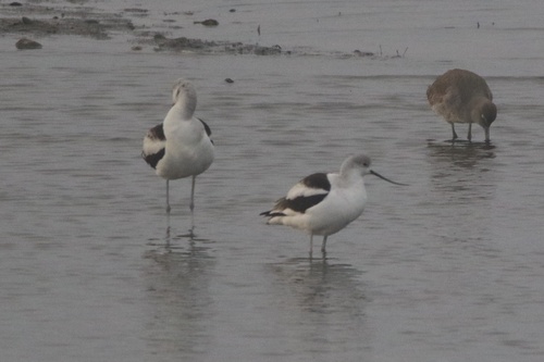 American Avocet (Recurvirostra americana)