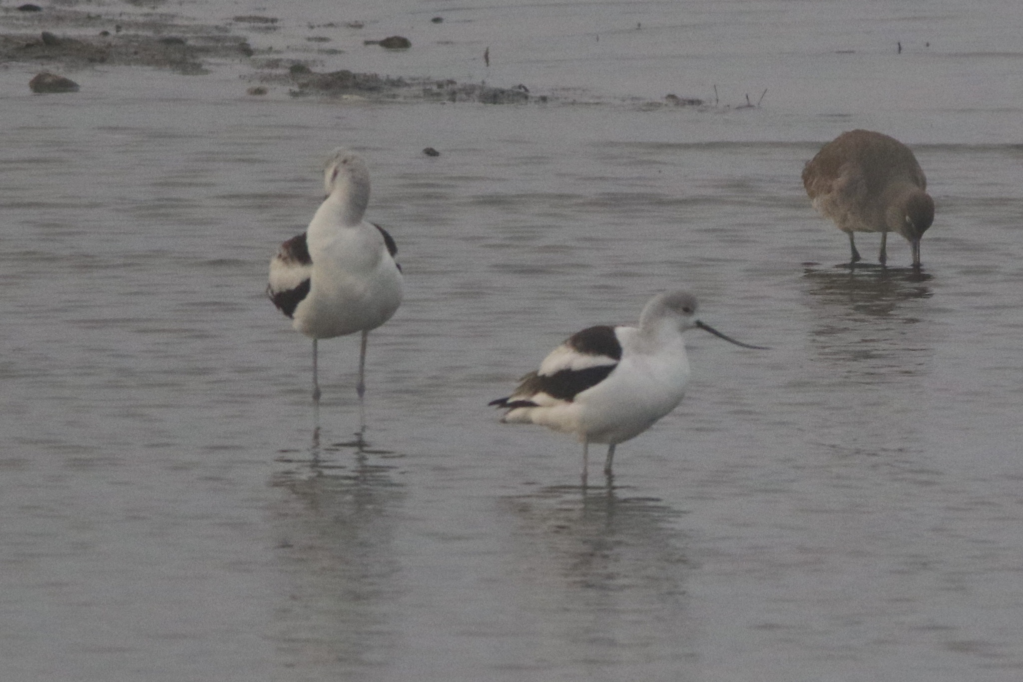 American Avocet (Recurvirostra americana), photo 1